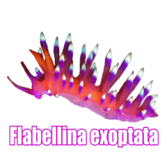Beautiful sea slug(scientific name)