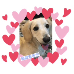 狗狗❤️️