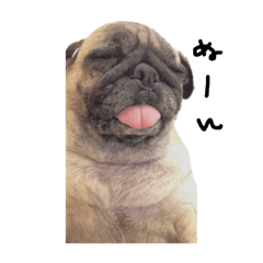 pug 2019