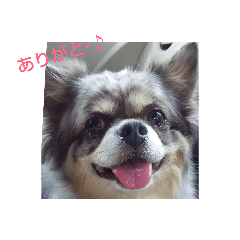dog_20190816032346