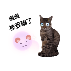 我家的阿貓阿狗4