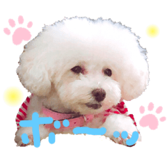Cute Toy Poodle Hime-chan