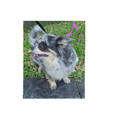 dog_20190816161328
