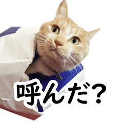KOTARO cat Sticker