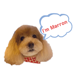 I'm Marron