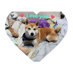 柴犬-龍龍