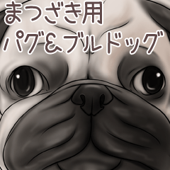 Matsuzaki Pug and Bulldog