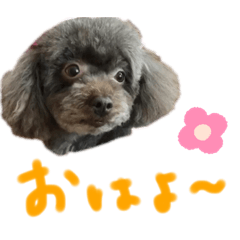 Coco's daily sticker