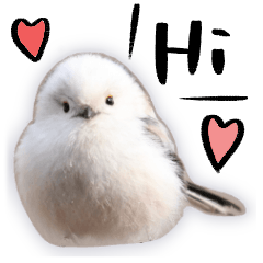 นกสีขาว- Shimaenaga - long tailed tit