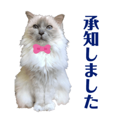 birman cats 2