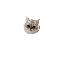 沒阿貓