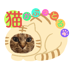 ねこかぶりねこ