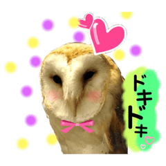 ふくろうファイターズby格闘梟ラブラブ？編