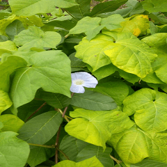 Beautiful Morning glory