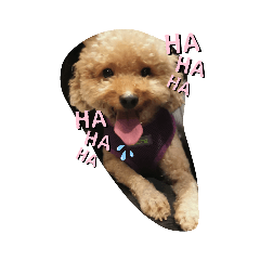 唐大B