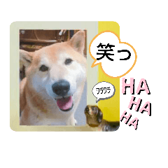 dog_20190817150725
