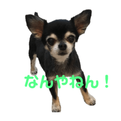 papa_20190817192915