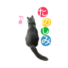 Russian blue Ellen