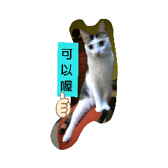 三毛的貼圖