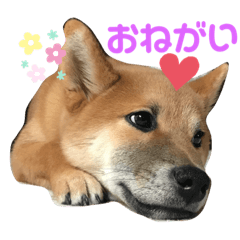 Shibainu boy Chana stumps.