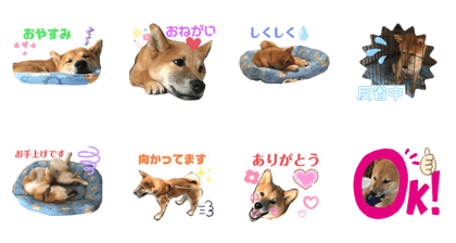 Line 个人原创贴图 Shibainu Boy Chana Stumps