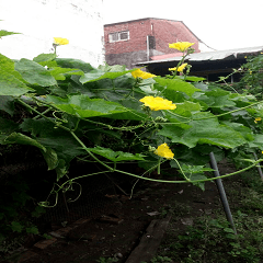 Grandfather's melon shed