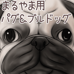 Maruyama Pug and Bulldog