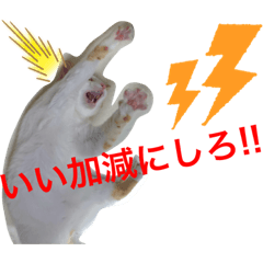 torachiwa_20190819102655