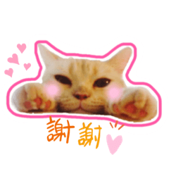 Couby is a cat