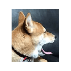 The daily reaction of Shiba Inu