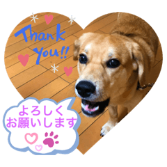dog_20190819125644