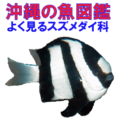 沖縄の魚図鑑 よく見るスズメダイ科