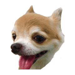 クゥちゃん時々めいちゃん犬猫スタンプ Line スタンプ Line Store クゥちゃん時々めいちゃん犬猫スタンプ Line スタンプ Line Store