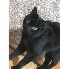 MYCAT mini