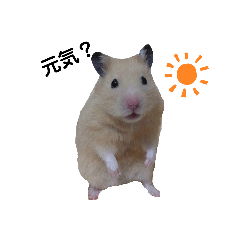 kinako_20190819075630