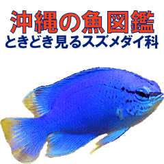 沖縄の魚図鑑 ときどき見るスズメダイ科