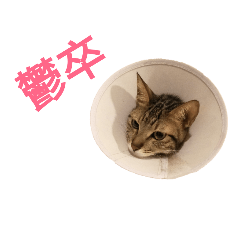 寧的貼圖（3）