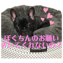 French bulldog Daruma Part1