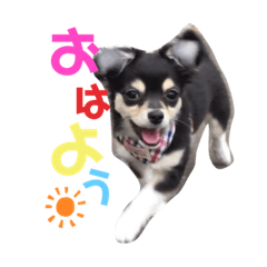 moooccoo