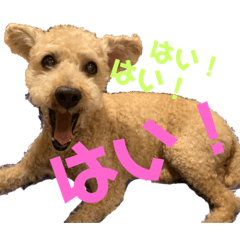 motto Genki na Elmer