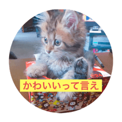 kinako_20190820075251