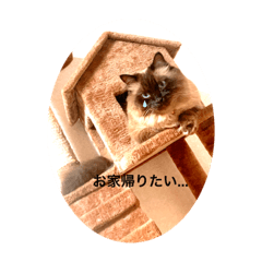 ymstum