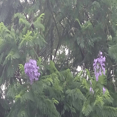 Beautiful Jacaranda