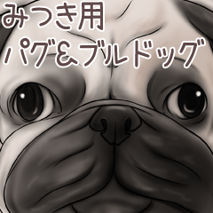 Mitsuki Pug and Bulldog