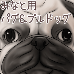 Minato Pug and Bulldog