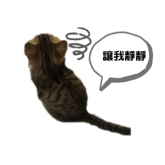 英短姆姆貓