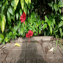 Blooming red flowers