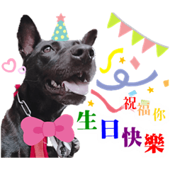 Black dog Miss Tyuu daily life (Chinese)