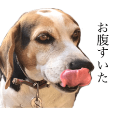 Beagleaomyo