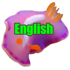 sea slug nudibranch(English conversation